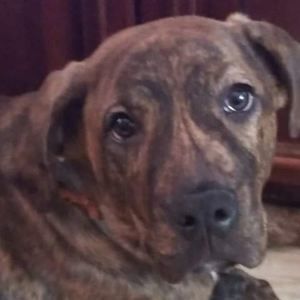 Meet your Posher, Brenda